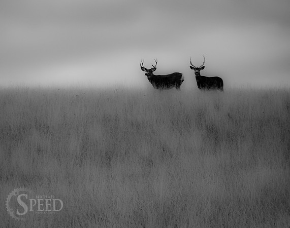 Buck Deer in the foothils of the Crazy Mountains