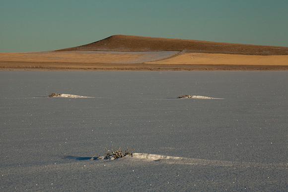 Plants under snow on Big Lake