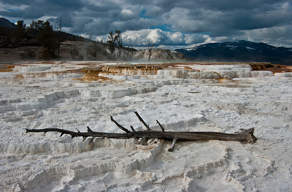 a tree and formations at mammoth hot springs.