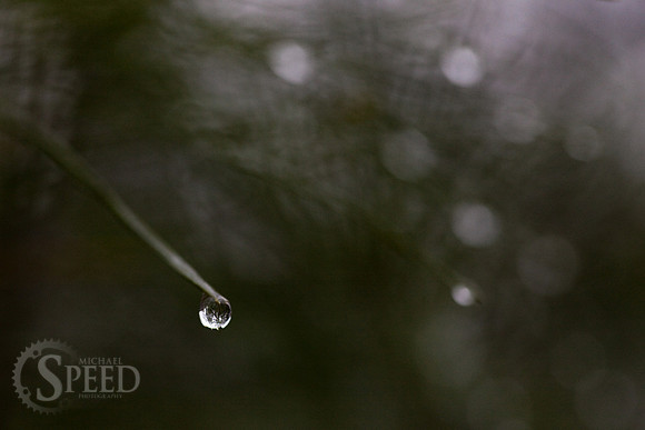 Rain drops cling to a pine tree in Stone Mountain State Park.