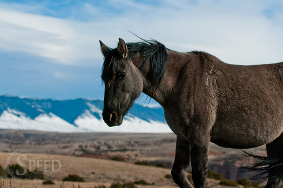 Wild horse of the Bighorn