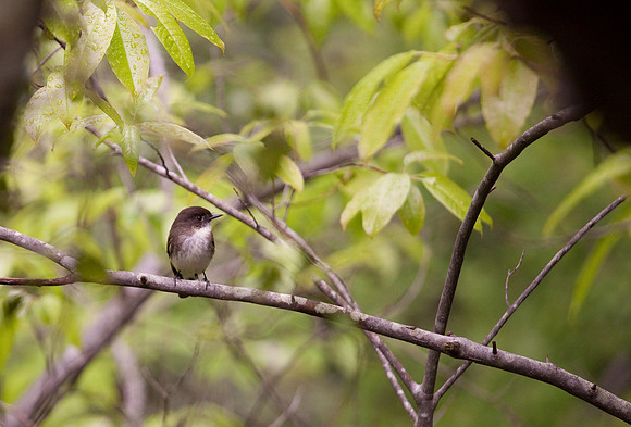 Hanging Rock State Park Nesting Birds
