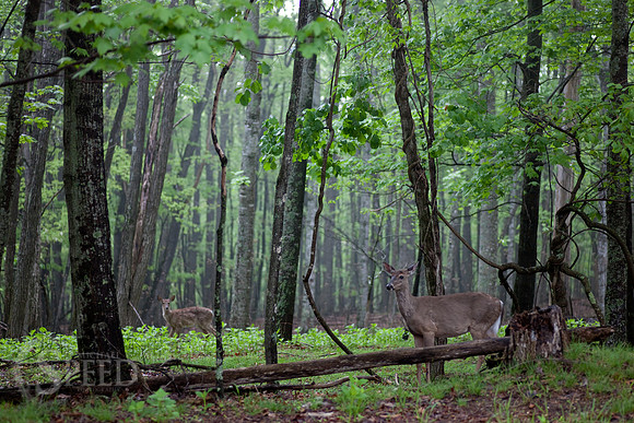 Deer near entrance of Stone Mountain