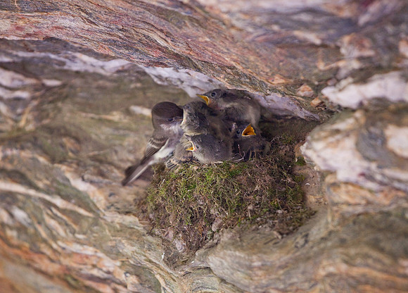 Hanging Rock State Park Nesting Birds