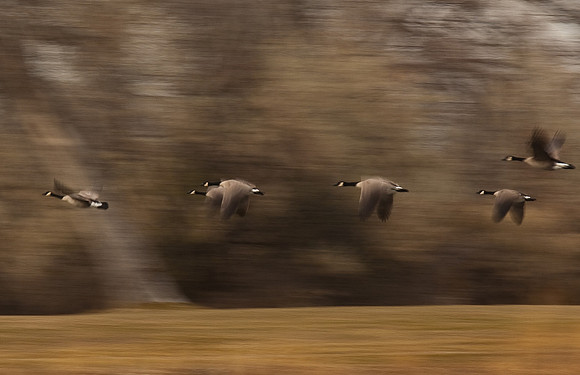 Geese in Motion