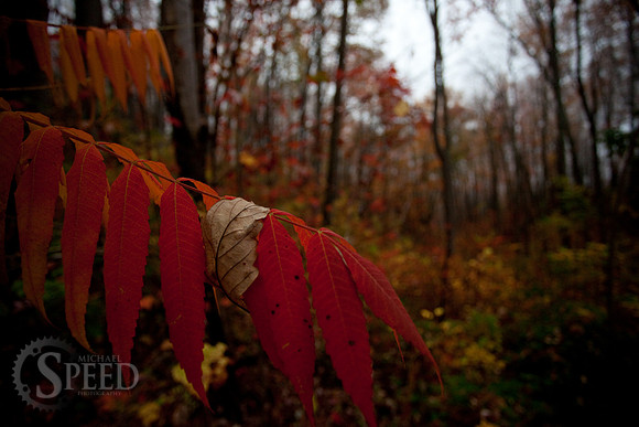 A dead leaf on a vivid Smooth Sumac showing fall colors.