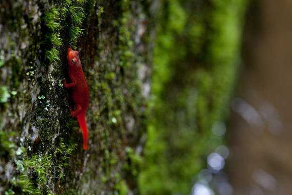 Northern Red Salamander on moss in North Carolina