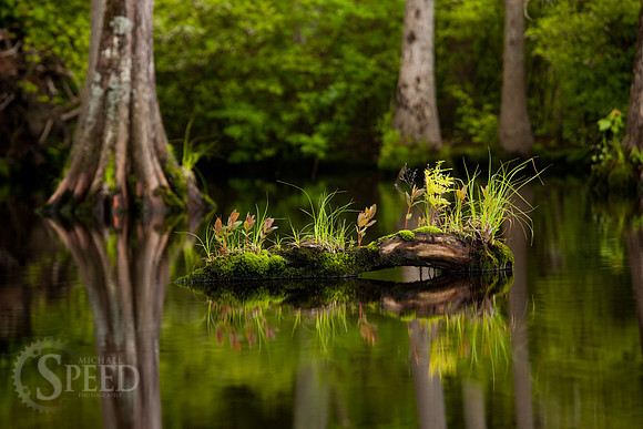 Great Dismal Swamp
