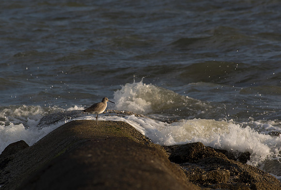 Edisto Island Beach and State Park