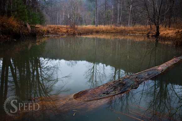 A log in a swamp at Stone Mountain State Park