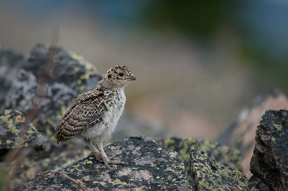 A baby grouse perched on a rock