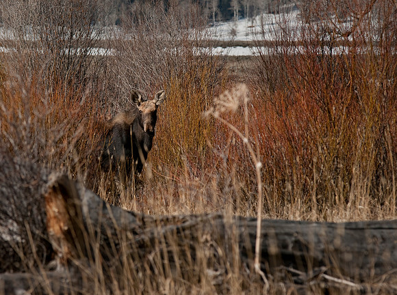 Moose in Lamar Valley
