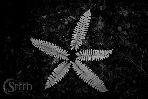Black and White image of ferns