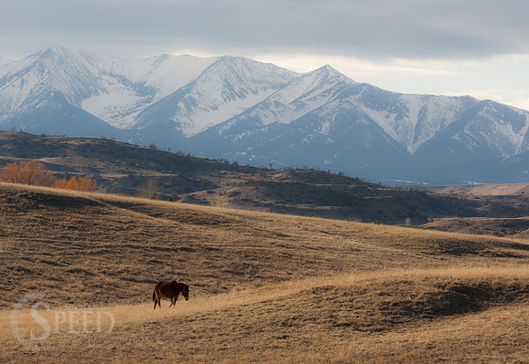 A horse grazes in a pasture near the Crazy Mountains.