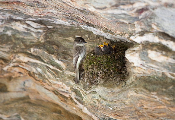 Hanging Rock State Park Nesting Bird