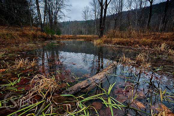 An hdr of a swampy wildlife area in Stone Mountain State Park.