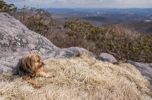 Hiking with a dog on the Appalachian Trail