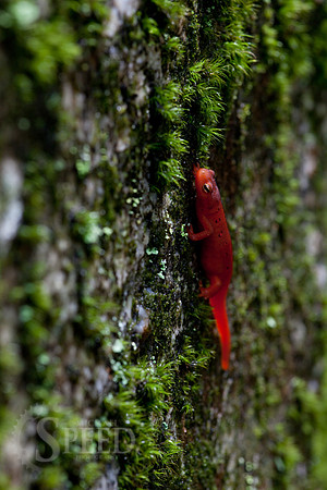 Northern Red Salamander on moss in North Carolina