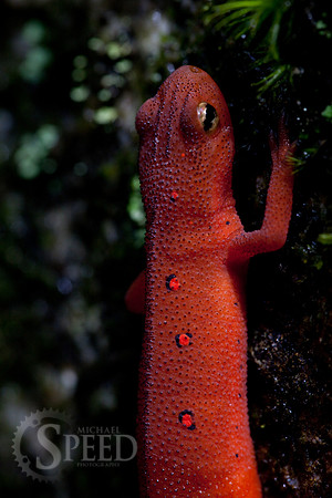 Northern Red Salamander on moss in North Carolina