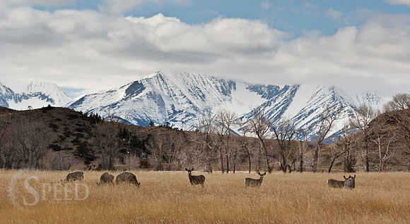 Dear grazing at the base of the Crazy Mountains.