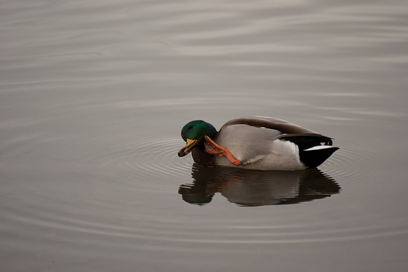 Duck scratching