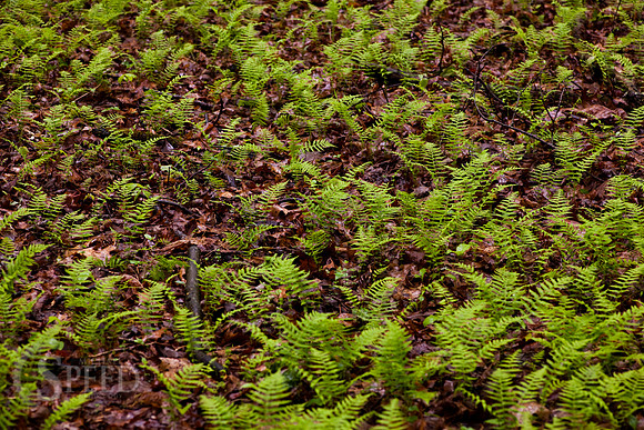 Vibrant Green Ferns
