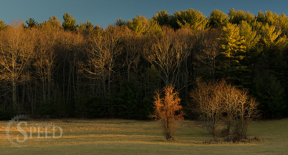 blue ridge music center area