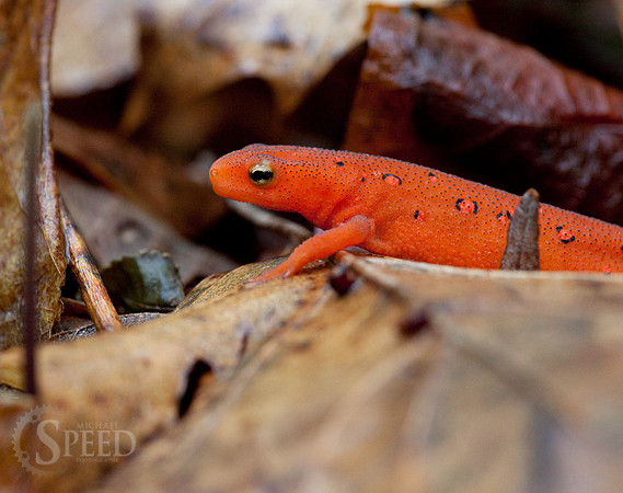Northern Red Salamander on leaves in North Carolina
