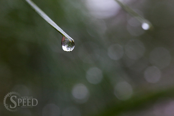 Rain drops cling to a pine tree in Stone Mountain State Park.