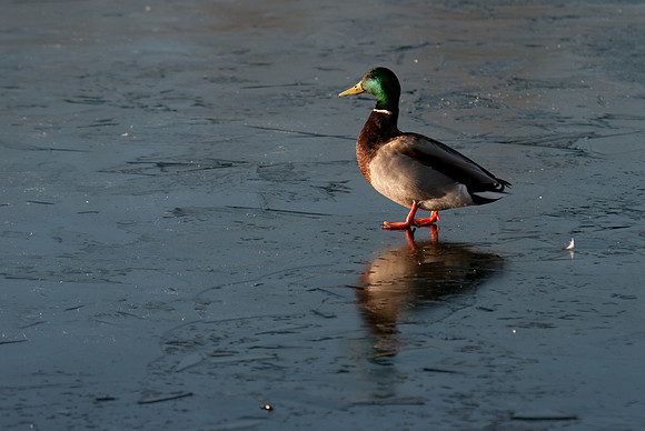 Duck on ice at Riverfront Park