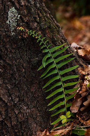 A small fern next to a tree.