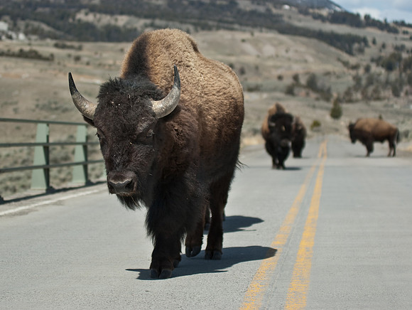 Bison on bridge near Mammoth