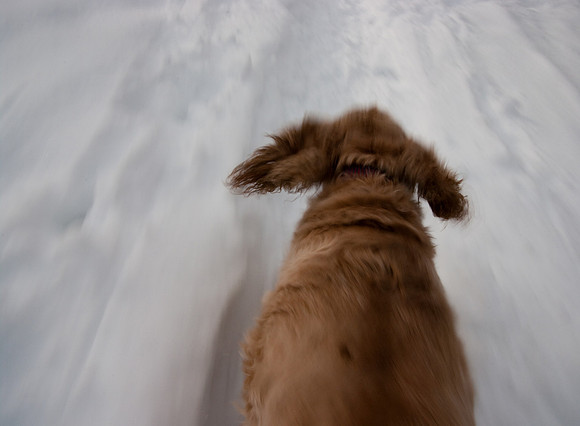 Cocker spaniel runs through snow at Riverfront Park