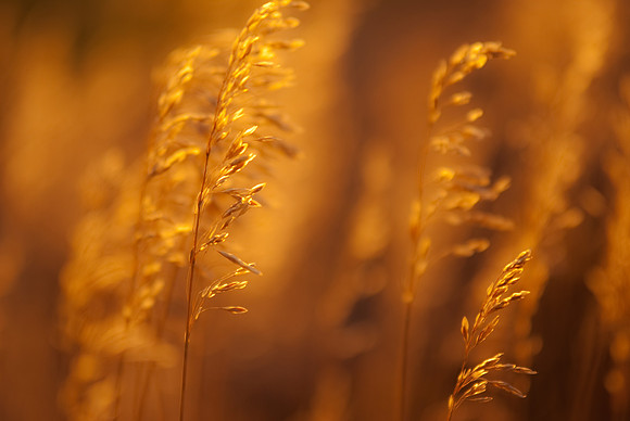 Golden Grass