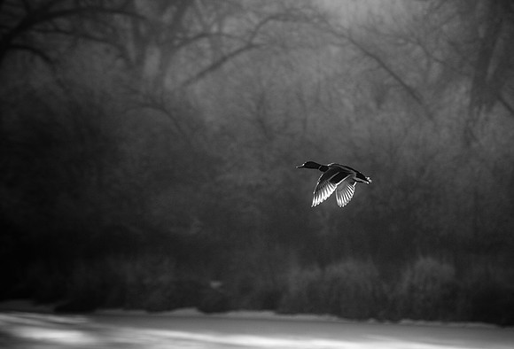 Black and white image of a duck in flight over Lake Josephine - Riverfront Park