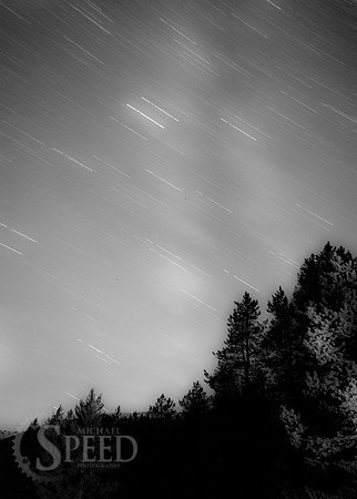 Star trails over pine trees.
