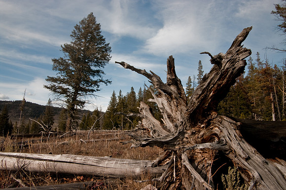 Stump and tree