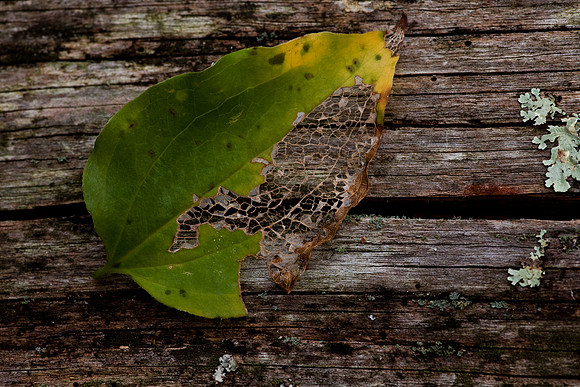 Macro detail of a leaf on a log.  The frame work of a leaf.