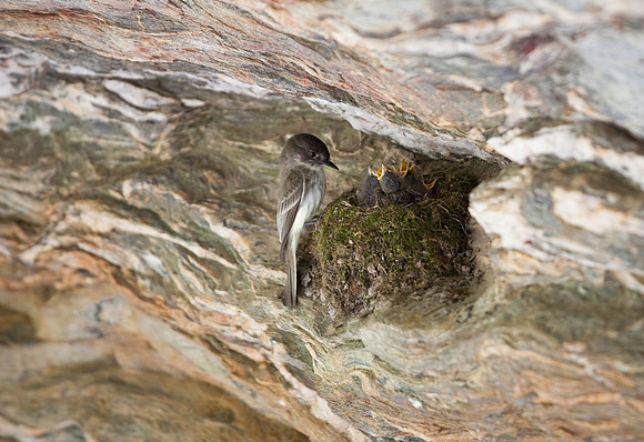 Hanging Rock State Park Nesting Bird