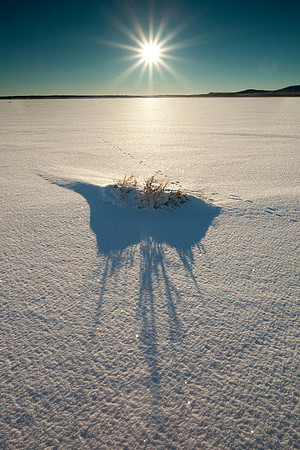 Plant casting a long shadow on Big Lake.
