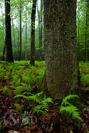 Vibrant Green Ferns
