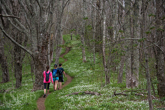 Roan Mountain Section of Appalachian Trail