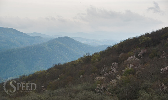 Roan Mountain Section of Appalachian Trail