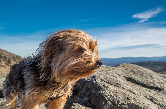 Hiking with a dog on the Appalachian Trail