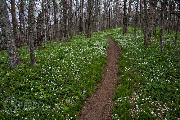 Roan Mountain Section of Appalachian Trail