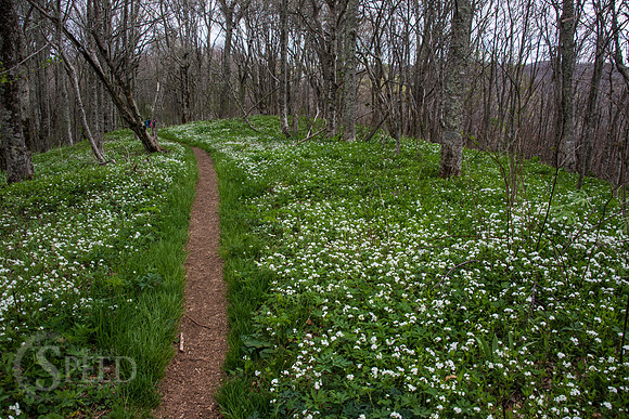 Roan Mountain Section of Appalachian Trail