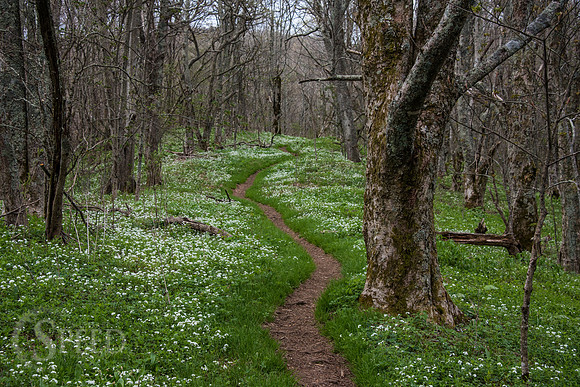 Roan Mountain Section of Appalachian Trail