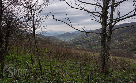 Roan Mountain Section of Appalachian Trail