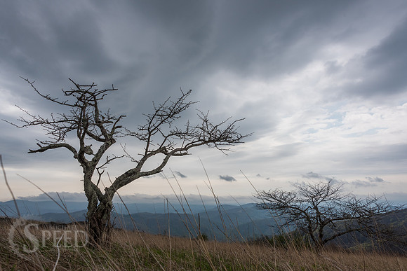 Roan Mountain Section of Appalachian Trail