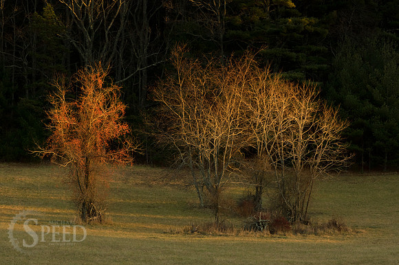 blue ridge music center area
